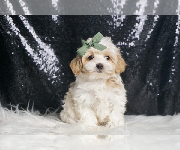 Medium Photo #19 Maltipoo Puppy For Sale in WARSAW, IN, USA