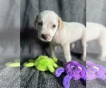 Small #2 Labrador Retriever Mix