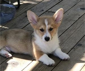 Pembroke Welsh Corgi Puppy for sale in BUTTE VALLEY, CA, USA