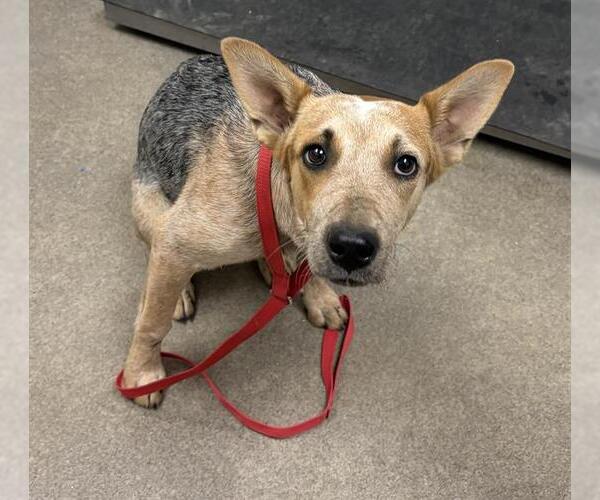 Medium Photo #1 Texas Heeler Puppy For Sale in HESPERIA, CA, USA