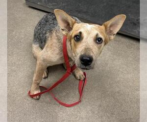 Texas Heeler Dogs for adoption in HESPERIA, CA, USA