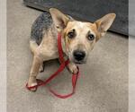 Small Texas Heeler