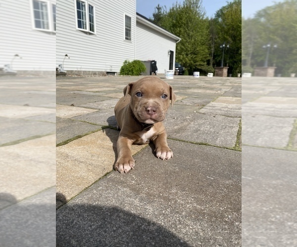 Medium Photo #1 American Bully Puppy For Sale in HILTON, NY, USA