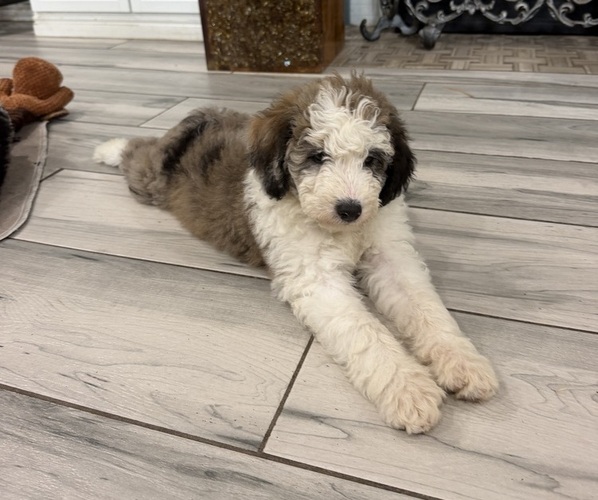 Medium Photo #8 Sheepadoodle Puppy For Sale in HUNTINGTON BEACH, CA, USA