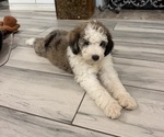 Small #7 Sheepadoodle