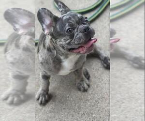 Father of the French Bulldog puppies born on 11/17/2022