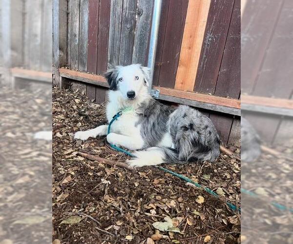 Medium Photo #2 Australian Shepherd Puppy For Sale in Santa Barbara, CA, USA
