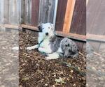 Small #1 Australian Shepherd