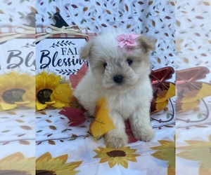 Schnauzer (Miniature) Puppy for sale in CHARLOTTE, NC, USA
