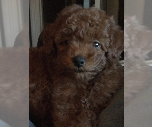 Medium Photo #3 Poodle (Toy) Puppy For Sale in BOWLING GREEN, KY, USA