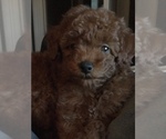 Small Photo #3 Poodle (Toy) Puppy For Sale in BOWLING GREEN, KY, USA