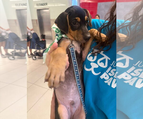 Medium Photo #2 Doberman Pinscher-Unknown Mix Puppy For Sale in Virginia Beach, VA, USA