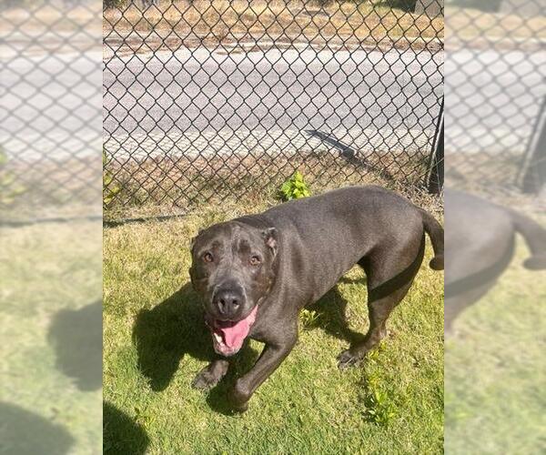 Medium Photo #2 Mutt Puppy For Sale in Temple, TX, USA
