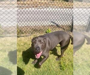 BULLET - Male Mutt Dog for Adoption - Photo #2