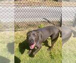 Small #1 Mutt