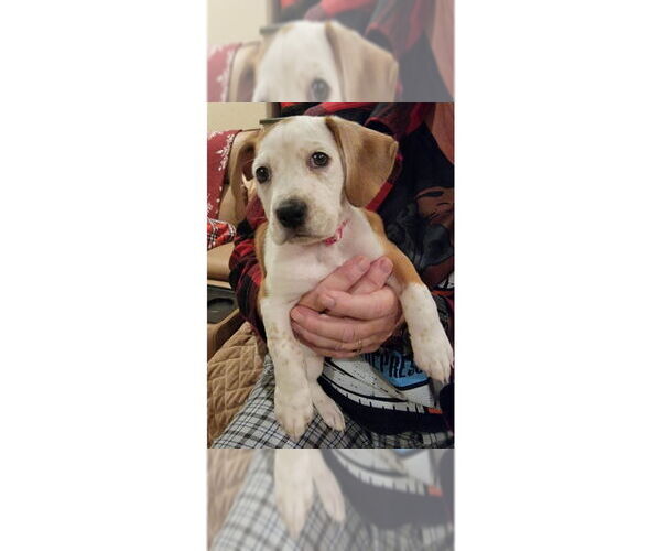 Medium Photo #2 Boxer Puppy For Sale in Austin, TX, USA