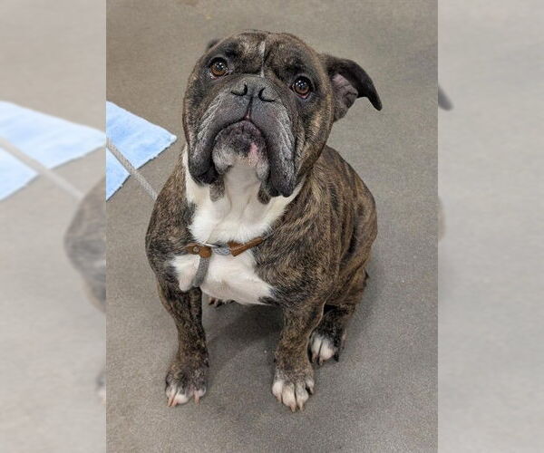 Medium Photo #1 Bulldog Puppy For Sale in Forestville, MD, USA