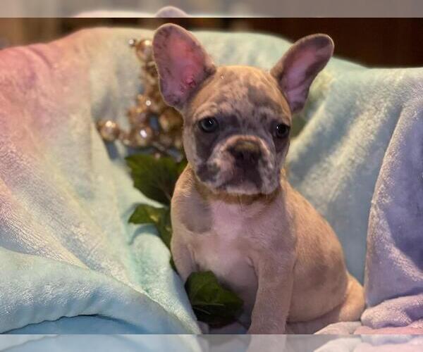 Medium Photo #4 French Bulldog Puppy For Sale in HAMDEN, CT, USA