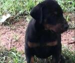 Small Photo #10 Doberman Pinscher Puppy For Sale in NASHVILLE, TN, USA