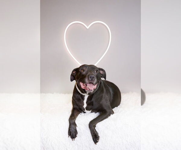 Medium Photo #29 American Pit Bull Terrier-American Staffordshire Terrier Mix Puppy For Sale in Caldwell, NJ, USA