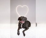 Small #28 American Pit Bull Terrier-American Staffordshire Terrier Mix