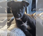 Small #2 Chihuahua Mix