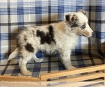 Small #3 Shetland Sheepdog