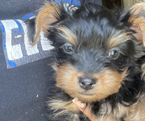 Medium Yorkshire Terrier