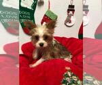 Small Photo #14 Yorkshire Terrier Puppy For Sale in SAINT CLOUD, FL, USA