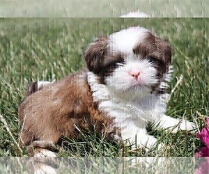 Shih Tzu Puppy for sale in FORT LAUDERDALE, FL, USA