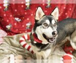 Small Photo #1 Siberian Husky Puppy For Sale in Placerville, CA, USA