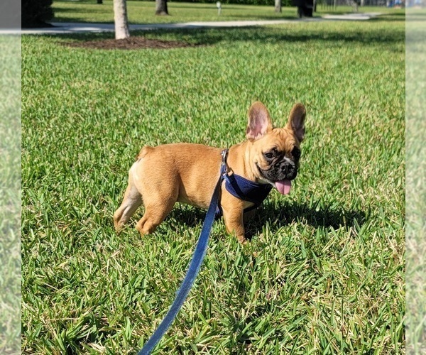 Medium Photo #4 French Bulldog Puppy For Sale in BOYNTON BEACH, FL, USA