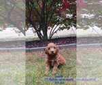 Small Photo #14 Goldendoodle Puppy For Sale in TOPEKA, IN, USA