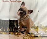Small Photo #6 French Bulldog Puppy For Sale in SLIPPERY ROCK, PA, USA