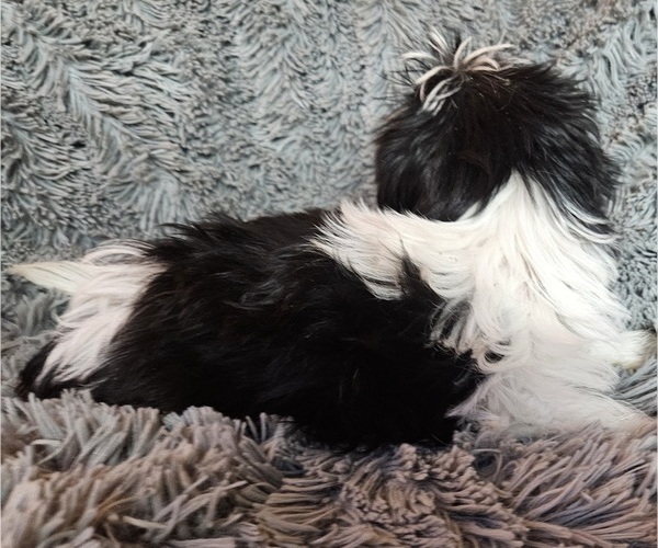 Medium Photo #3 Shorkie Tzu Puppy For Sale in WALSH, IL, USA