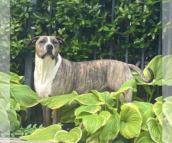 Medium Photo #3 Mutt Puppy For Sale in Holly Springs, NC, USA