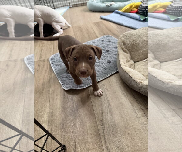 Medium Photo #2 American Staffordshire Terrier-Unknown Mix Puppy For Sale in Holly Springs, NC, USA