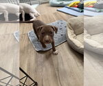 Small #1 American Staffordshire Terrier Mix