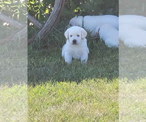 Medium Photo #6 Labrador Retriever Puppy For Sale in WASHTA, IA, USA