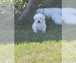 Small Photo #6 Labrador Retriever Puppy For Sale in WASHTA, IA, USA
