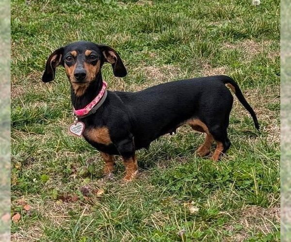 Medium Photo #7 Dachshund Puppy For Sale in Shelbyville, TN, USA
