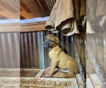 Small Photo #8 Bullmastiff Puppy For Sale in BELLVILLE, TX, USA