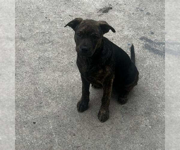 Medium Photo #2 American Staffordshire Terrier Puppy For Sale in San Antonio, TX, USA