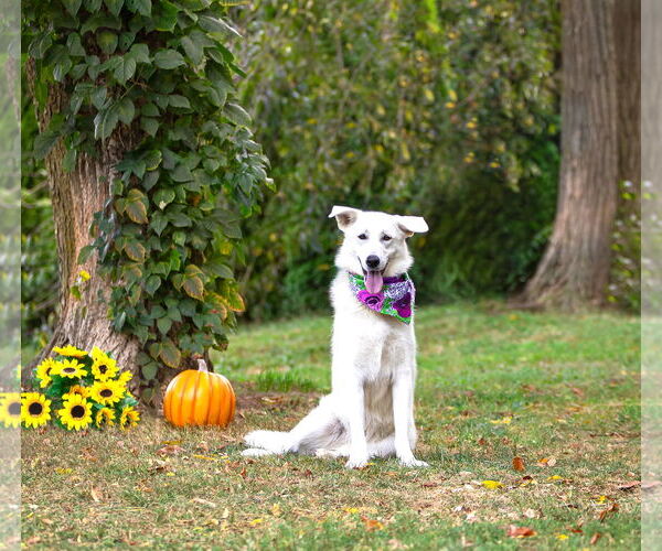 Medium Photo #8 Labrenees Puppy For Sale in Unionville, PA, USA