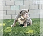 Small #16 English Bulldog