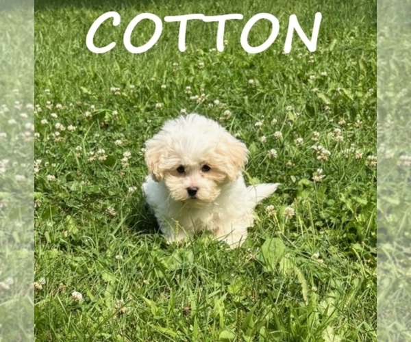 Medium Photo #2 Shih-Poo Puppy For Sale in HARTLAND, MN, USA