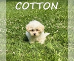 Small #1 Shih-Poo