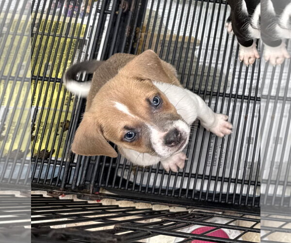 Medium Photo #8 American Pit Bull Terrier-Labrador Retriever Mix Puppy For Sale in GILBERTS, IL, USA