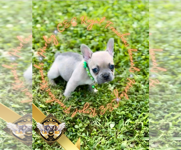 Medium Photo #4 French Bulldog Puppy For Sale in ATHENS, GA, USA
