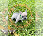 Small #3 French Bulldog